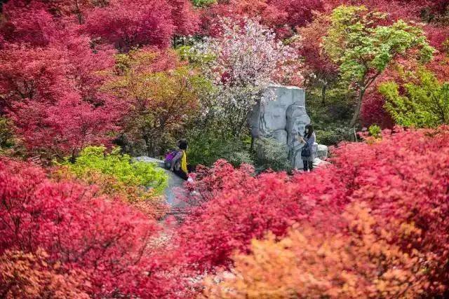 巴南百节樱花图片