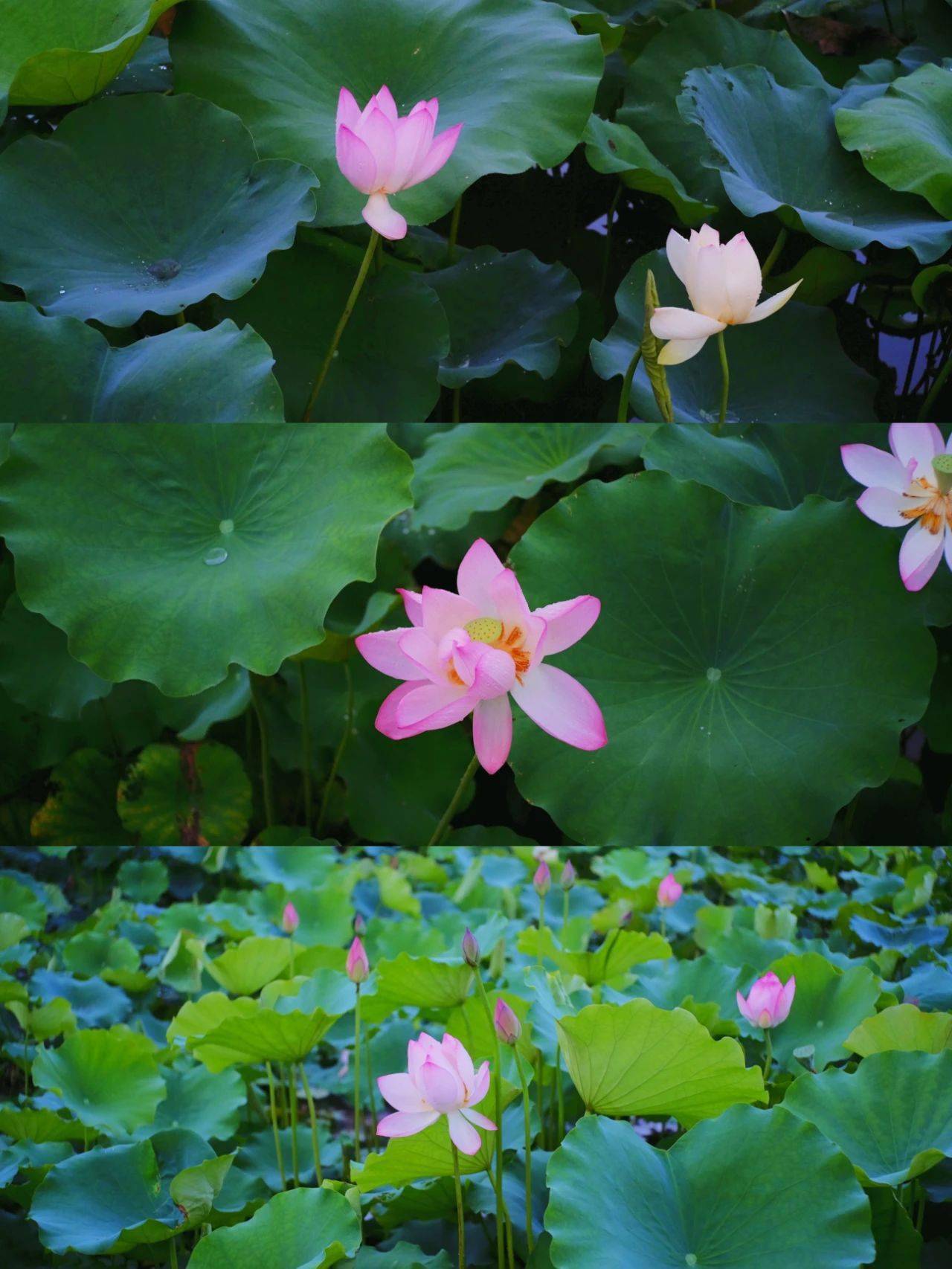 好运"莲莲"!_荷花_佛山_公园