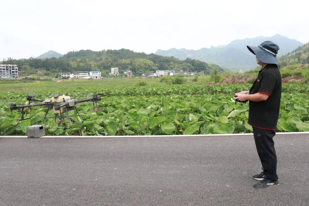 永泰槟榔芋夏管忙_永泰县_白云乡_种植户