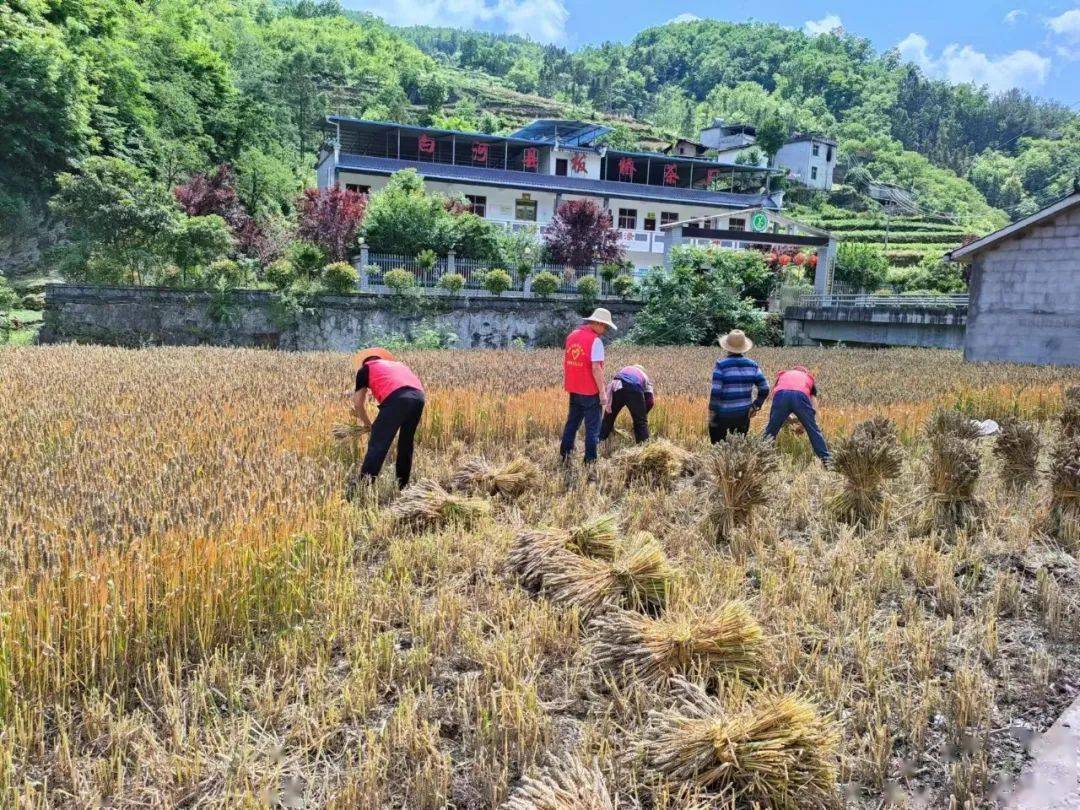 白河县"抢晴战雨"确保"颗粒归仓"_小麦_组织_群众