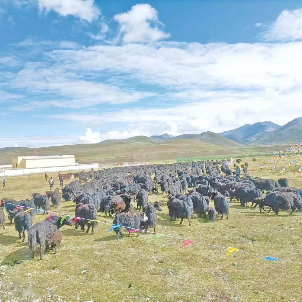江庆村供图素有"中国牦牛之都"美誉的玉树藏族自治州,目前牦牛存栏