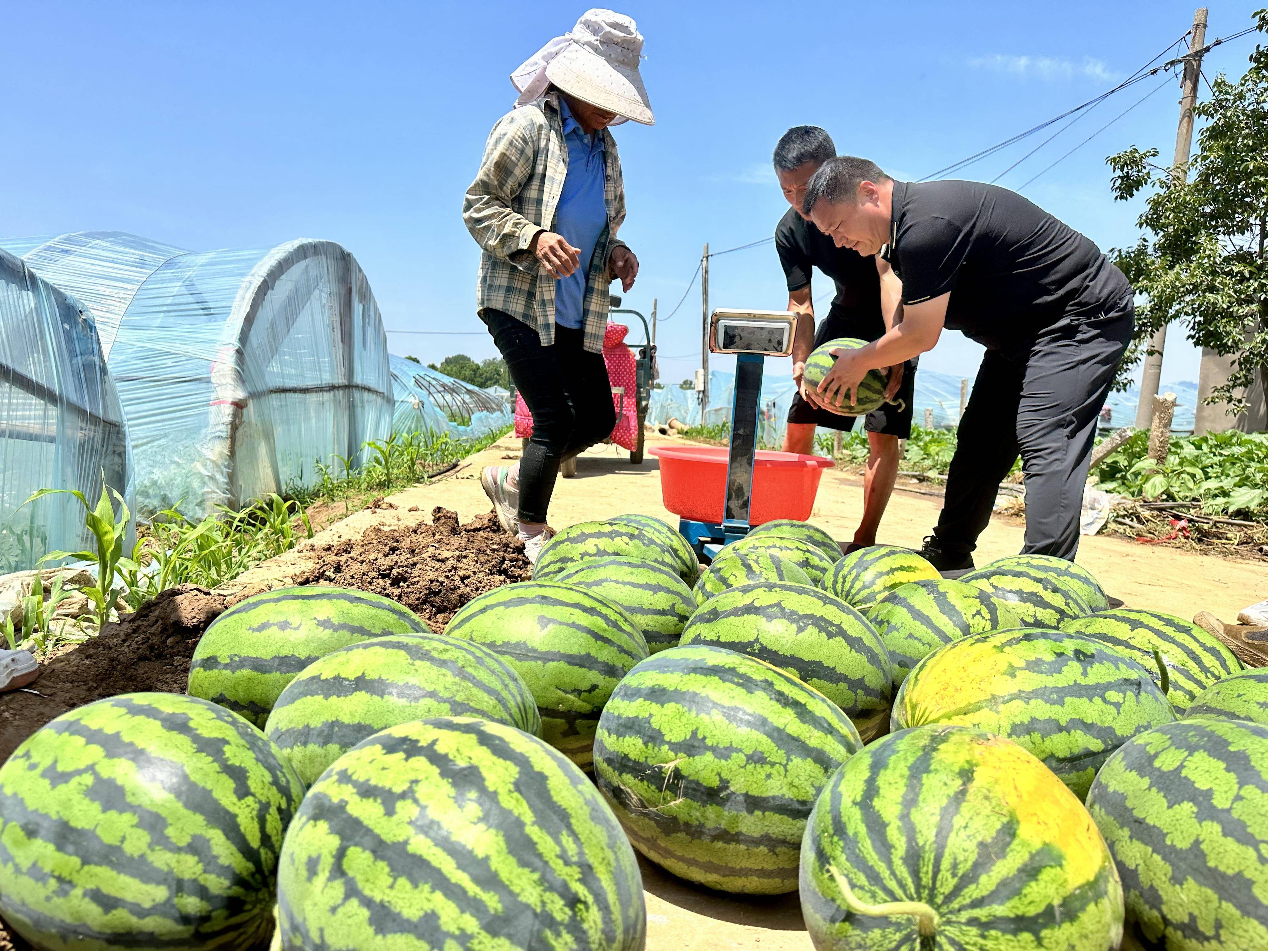 安阳:西瓜村里丰收忙