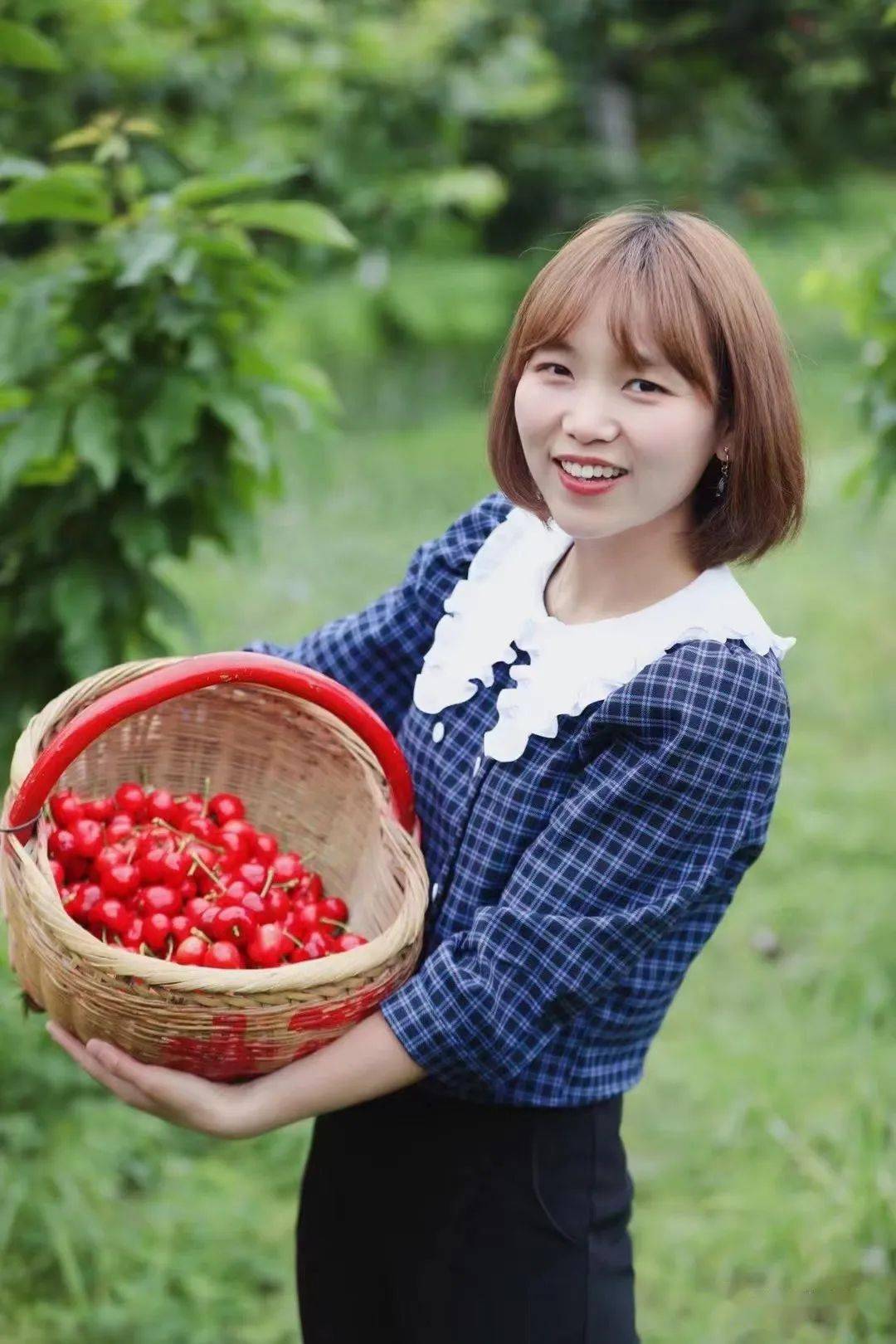 明日剧透|李小柯:电商来助力 樱桃销售"火"_种植_产业_帮扶