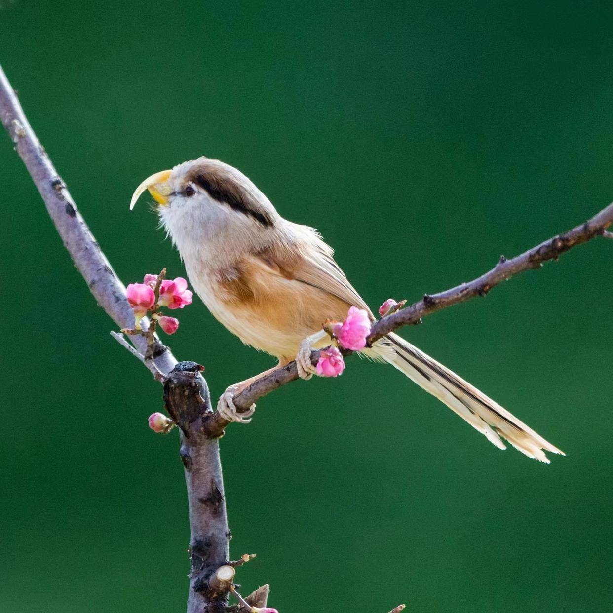美丽山东"推荐官"④|淄博马踏湖的"鸟中大熊猫",一年比一年_湿地_芦苇