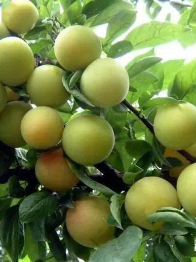 无锡人爱吃的这种水果!价格……_太湖_滨湖区_街道