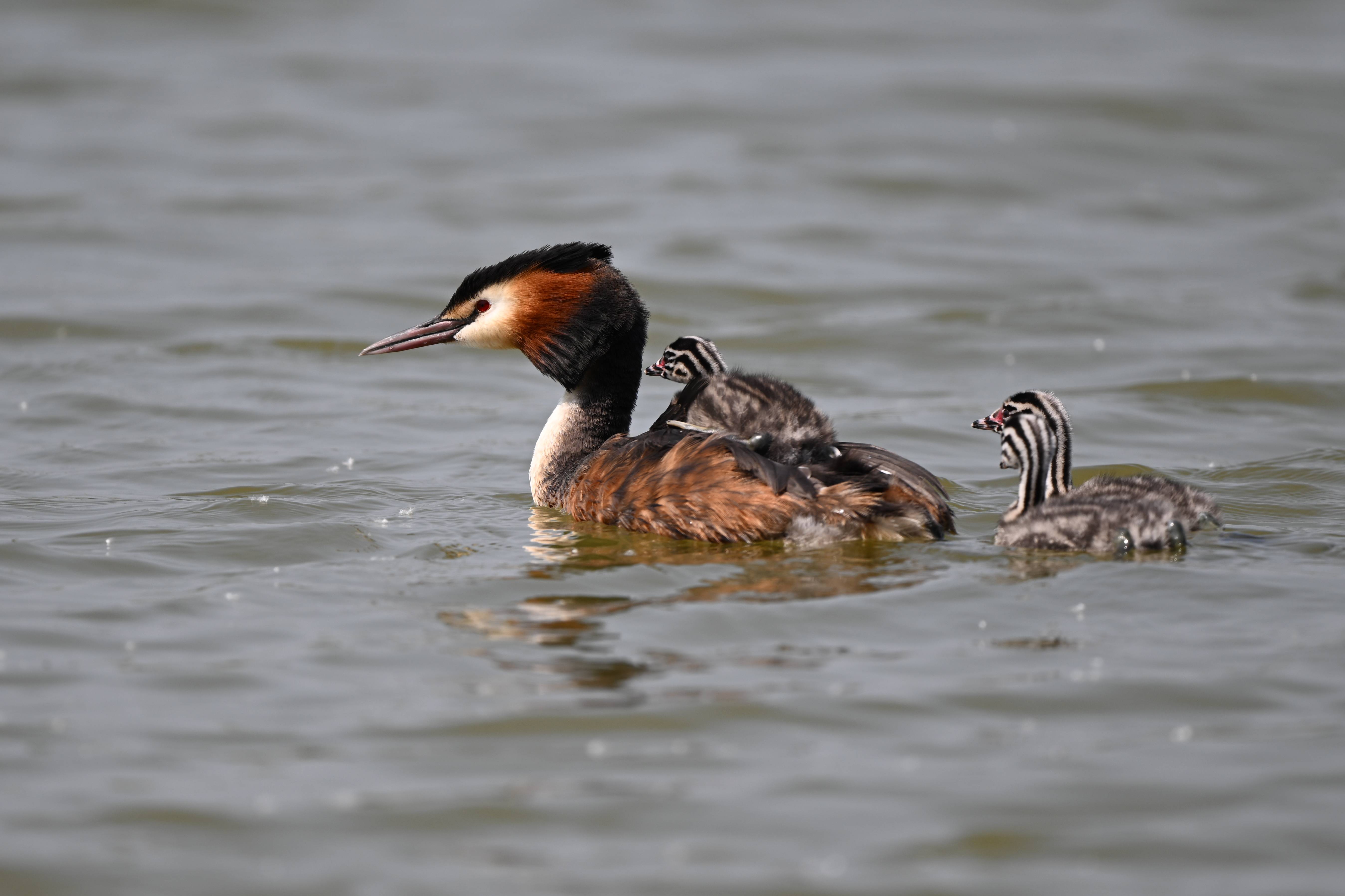 衡水湖护航40余种鸟类夏季繁育