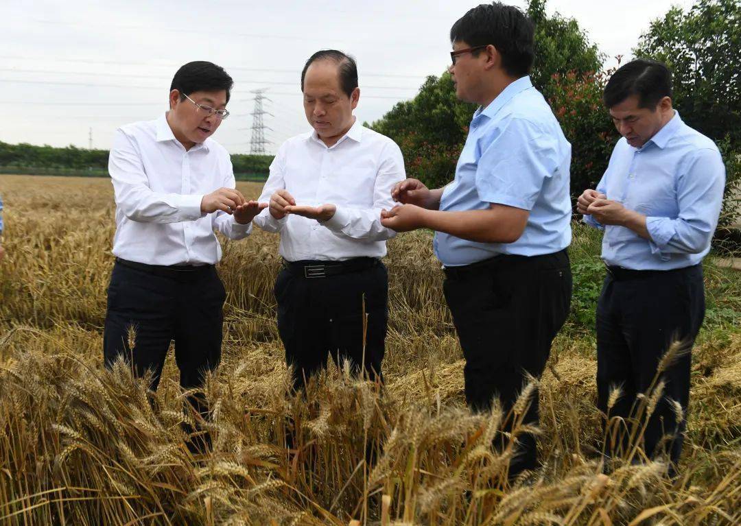 安伟调研指导夏收工作时强调 全力以赴抓好抢收 确保夏粮颗粒归仓 用