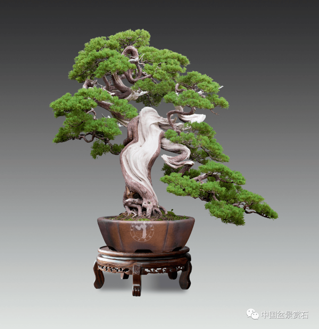 陈文辉,福建省莆田市人,中国盆景艺术家协会副会长.