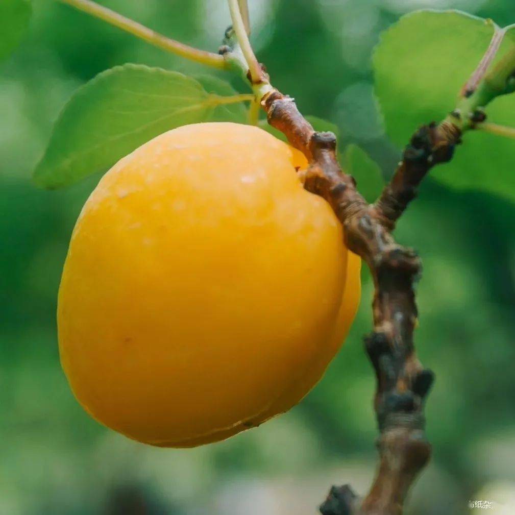 【优惠预售】轮台小白杏强势回归!不坑不黑,我们等树熟后再发货!