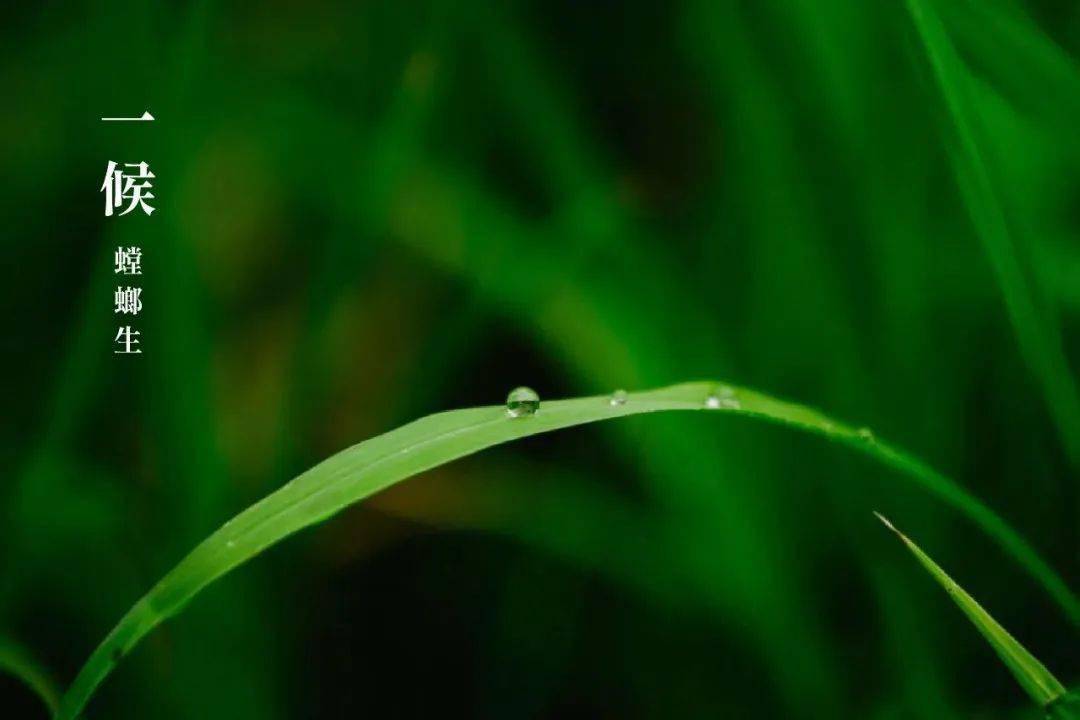 今日芒种：芒种忙种，一举高中（唐元稹芒种看今日）