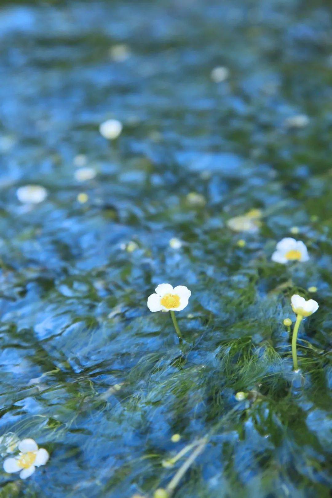 今日芒种：芒种忙种，一举高中（唐元稹芒种看今日）