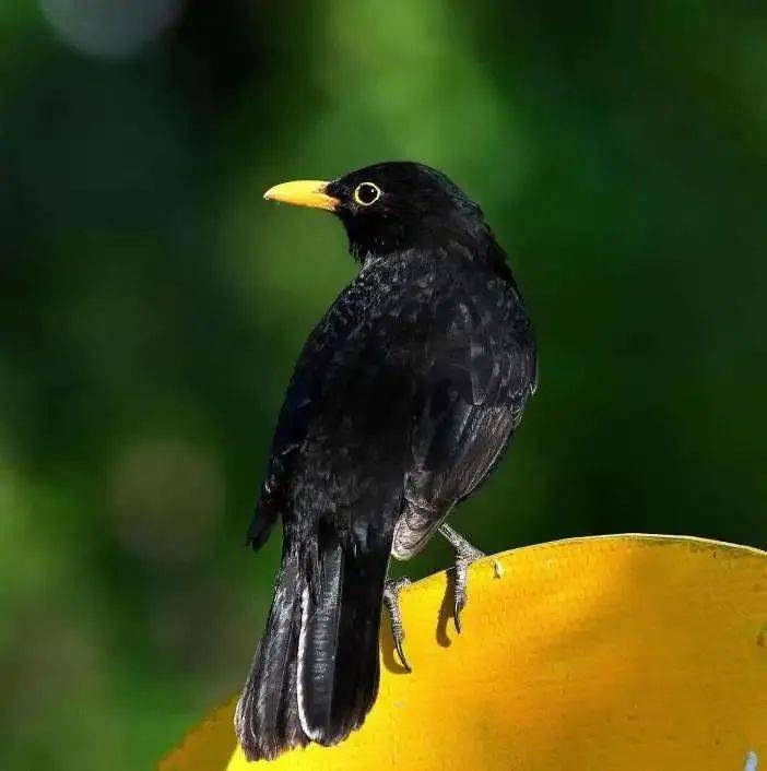 际也是麦田火灾易发多发时节01烟头致火烟头成为点燃麦地的最大"元凶"