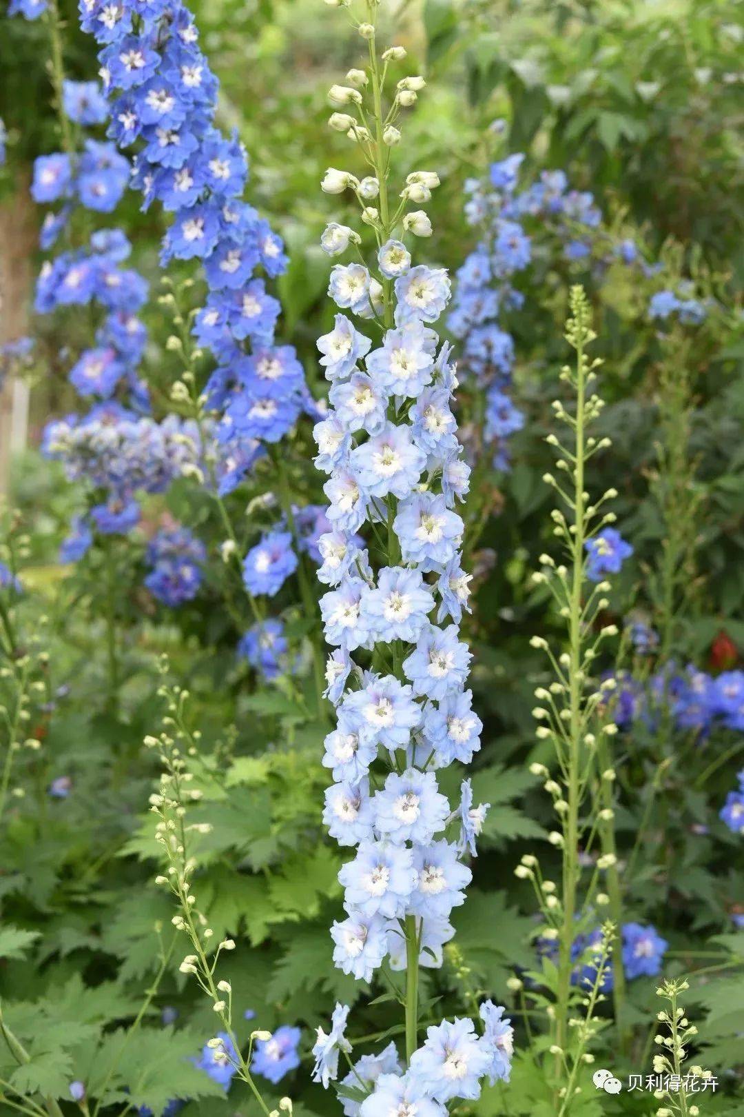 彩潮和其他雨后的矮牵牛鼠尾草 大炫蓝和矮牵牛 蜂之膝杂交秋海棠