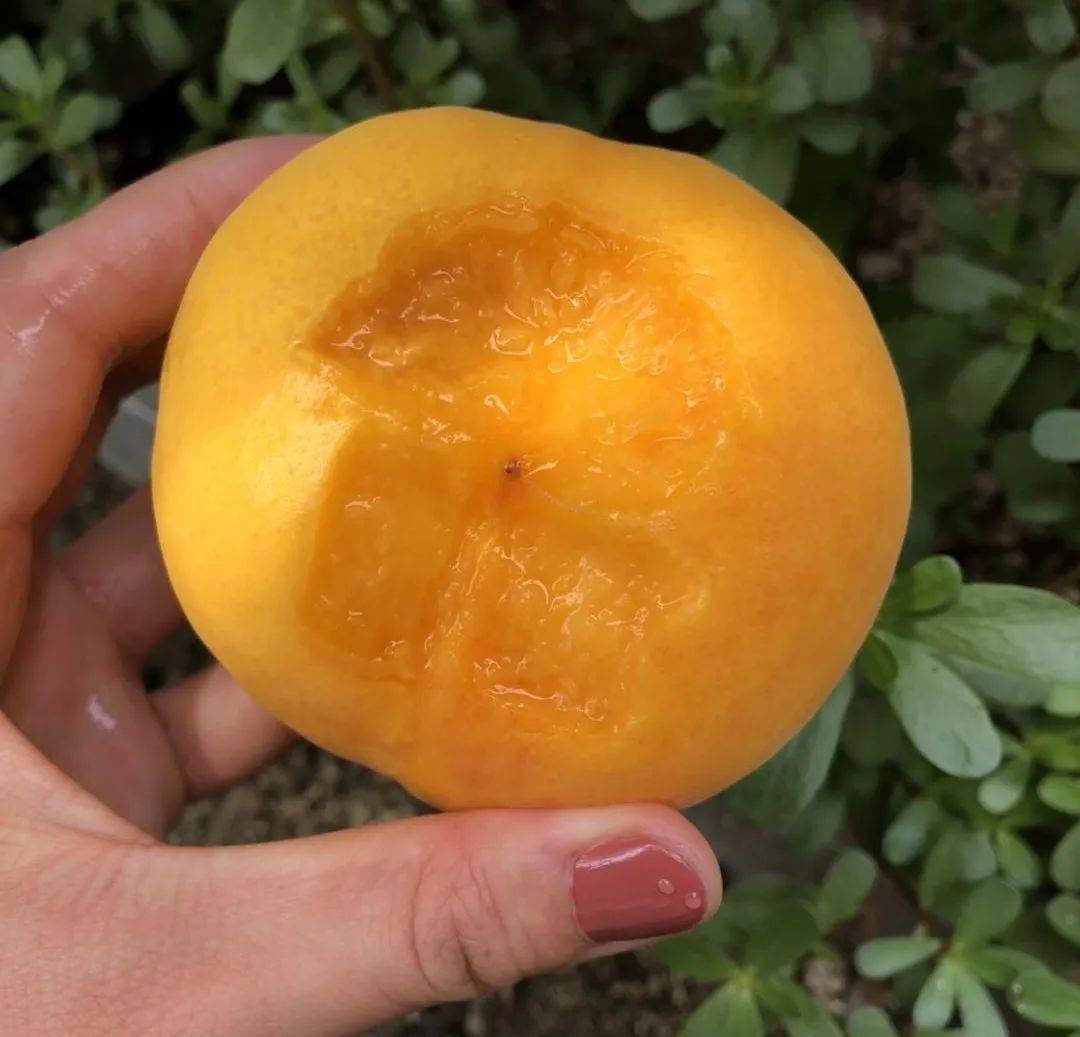 黄金蜜_水蜜桃_包子