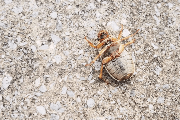 广西大明山保护区首次发现粉歪鳃金龟,看看你们见过吗?