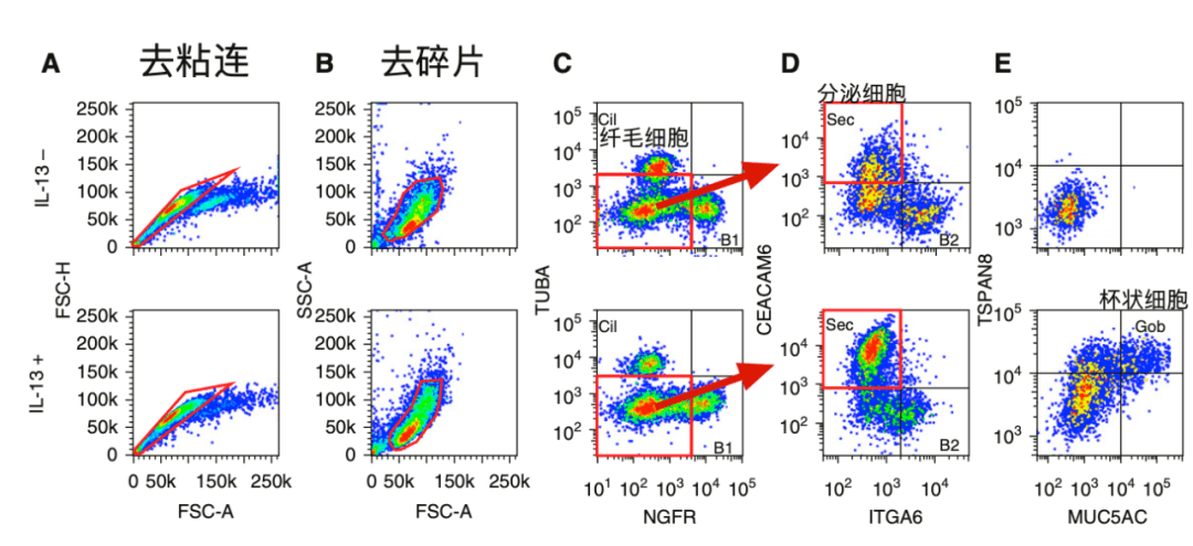 气道上皮细胞亚群的流式细胞分析_包括_抗体_纤毛