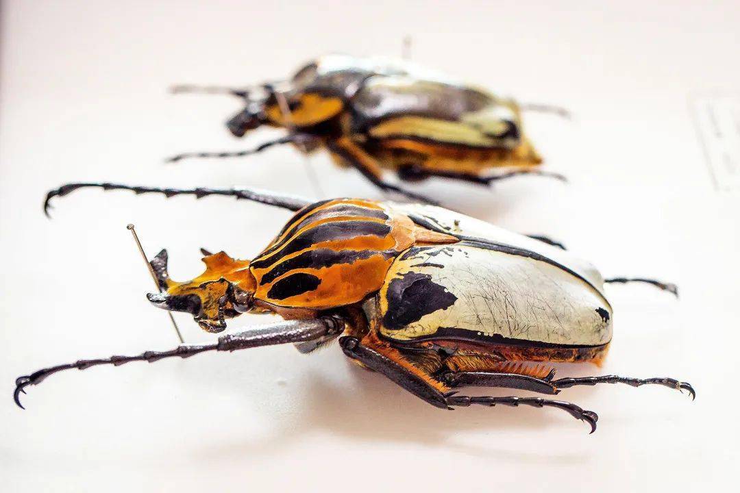 陈小雷的甲虫"秘密基地"_幼虫_金龟_昆虫