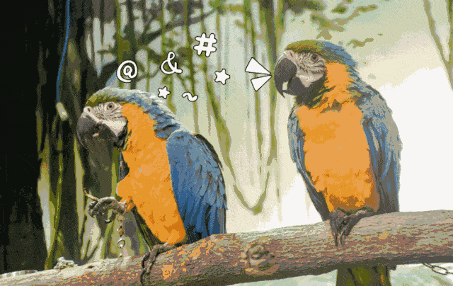 鹦鹉热_禽鸟_传播