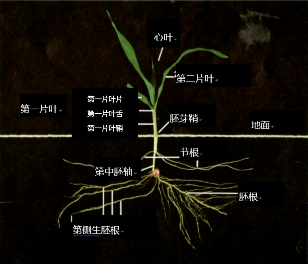 从解剖的三叶期植物解剖图中可以观察到