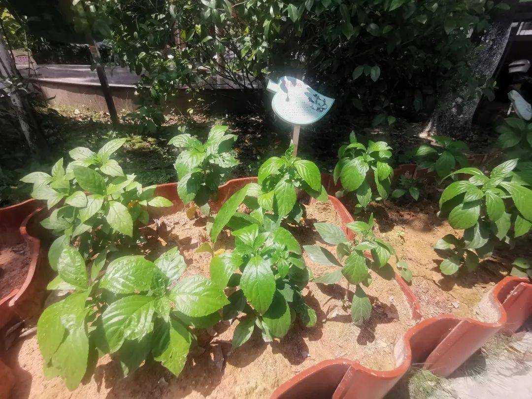 八角枫,香茅草,艾草,蓖麻……记者走访到沙坪三小"草药长廊"看到,面积