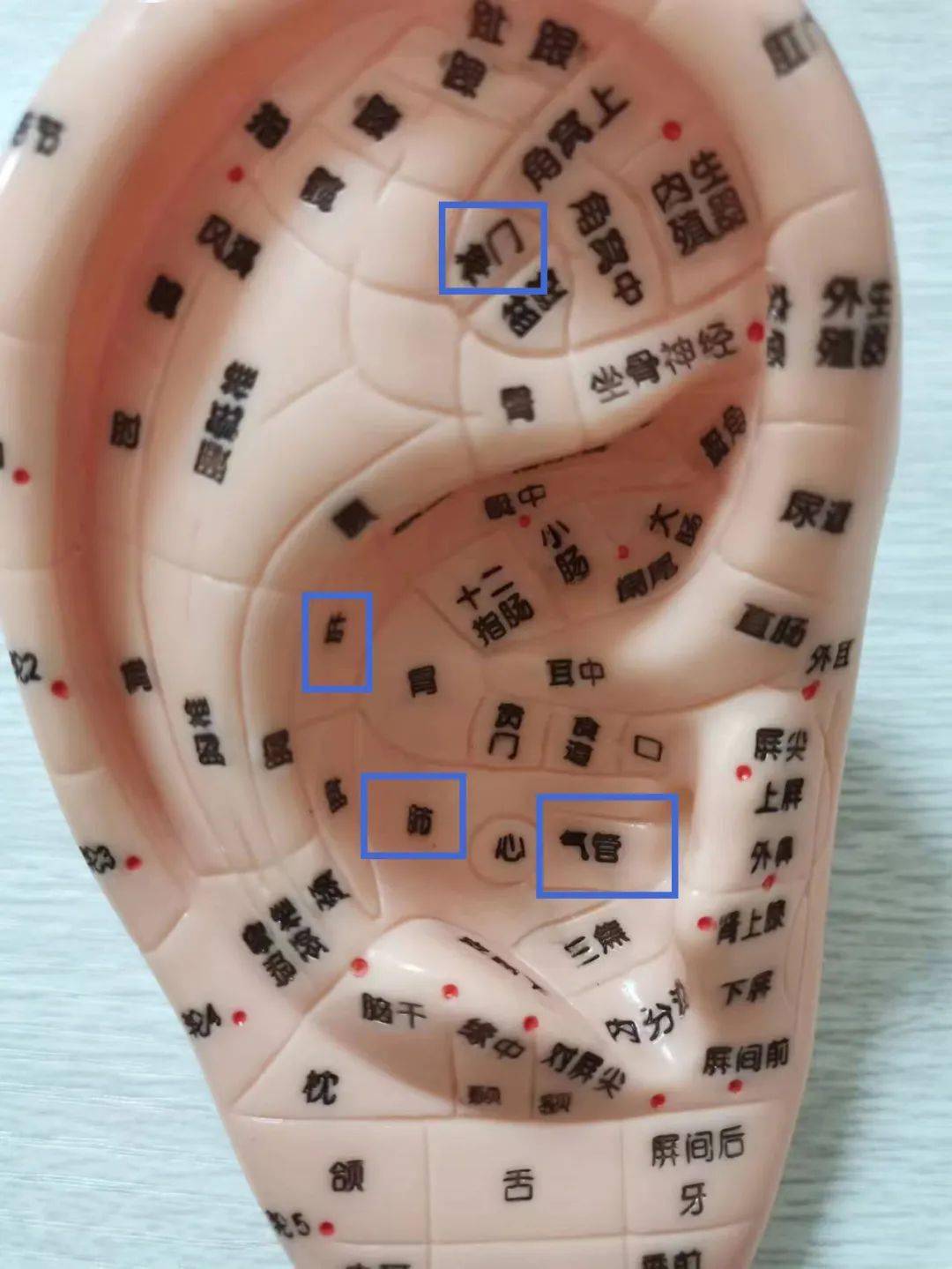 气管,心和外耳门之间.