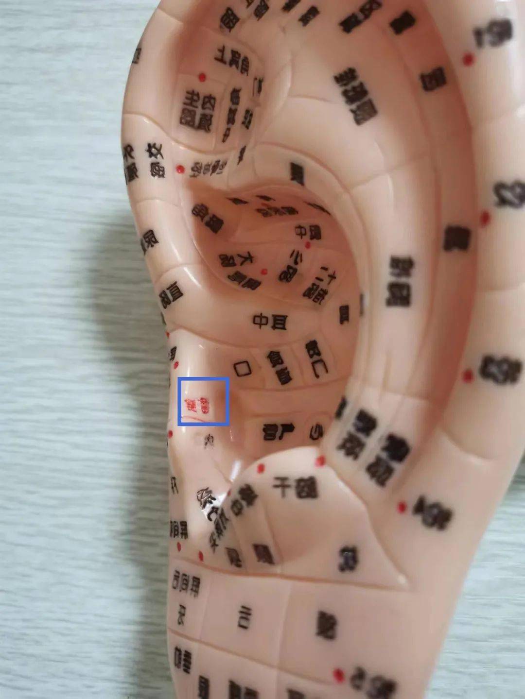 肝,在耳甲艇的后下部.