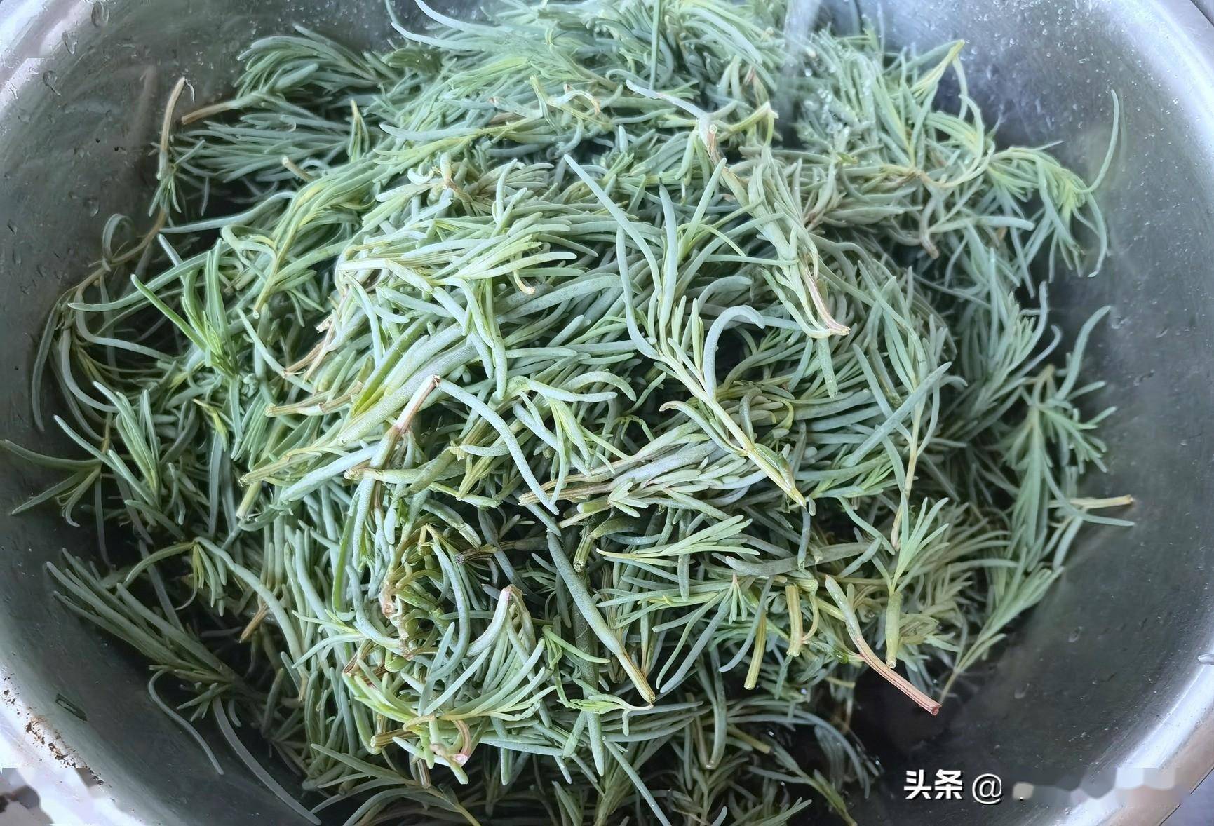 黄须菜与卤蓬的区别图片