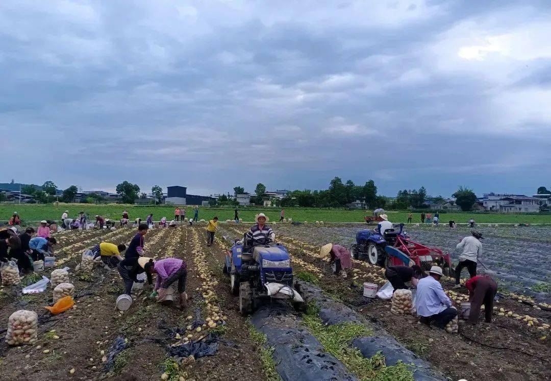 四川省荞窝农场图片