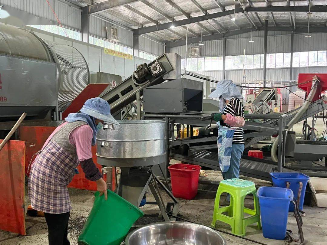 惠水:椒香四溢产业兴 "丰"景如画笑开颜_花椒_加工_断杉镇