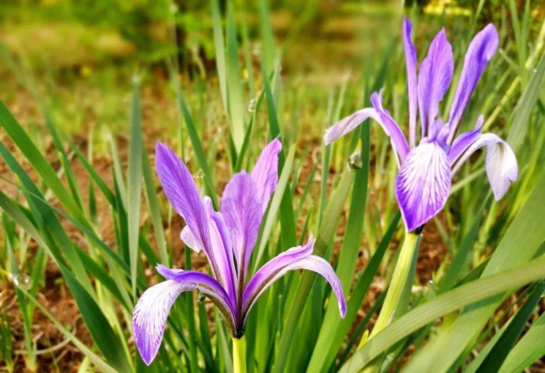 张元平 若槃 思北 翛然 王文成 竹林居士 六朗,高方亮 杨紫玉儿上刊