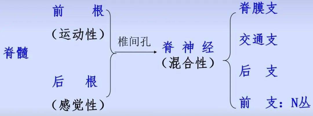 腰硬联合麻醉中,"过电感"到底是刺激了哪根神经?_感觉_脊髓_症状