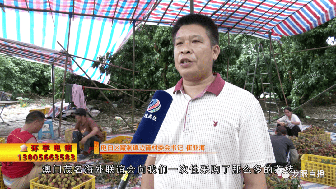 【蝉鸣荔红时】电白霞洞迈宵村:万斤妃子笑荔枝装车运往澳门_茂名_霞