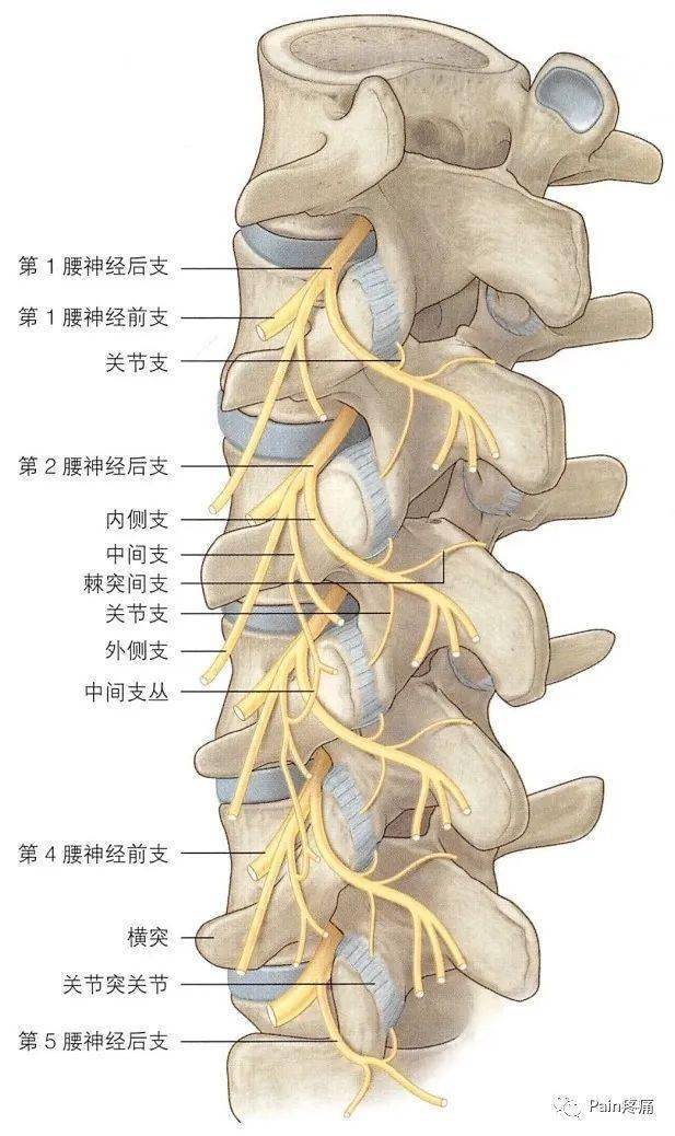 腰硬联合麻醉中