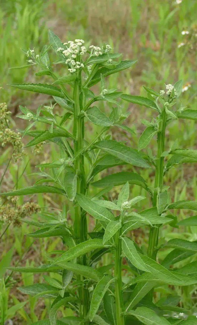 大自然】第261期:翼茎阔苞菊_植物_栾樨_繁殖