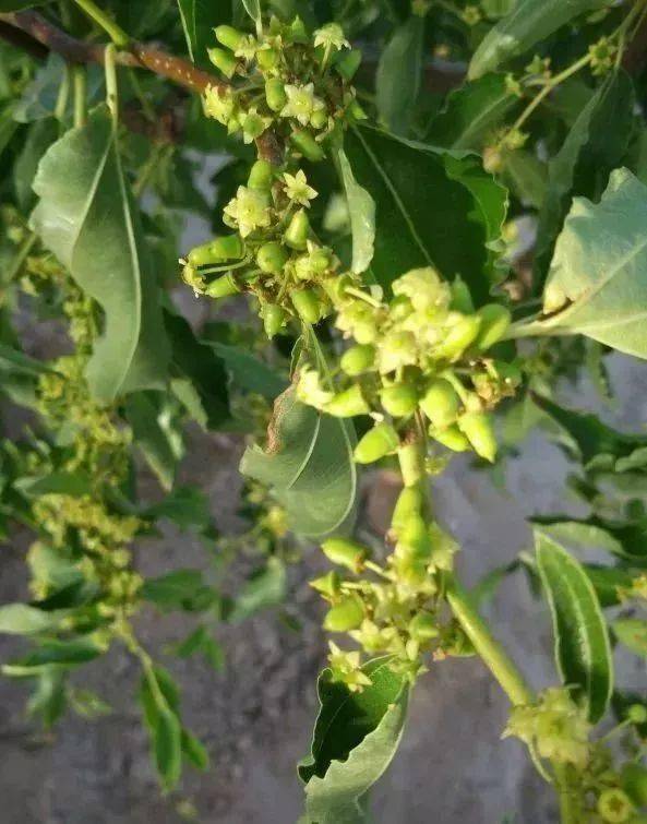 这3个坐果条件得先明白_落果_进行_营养