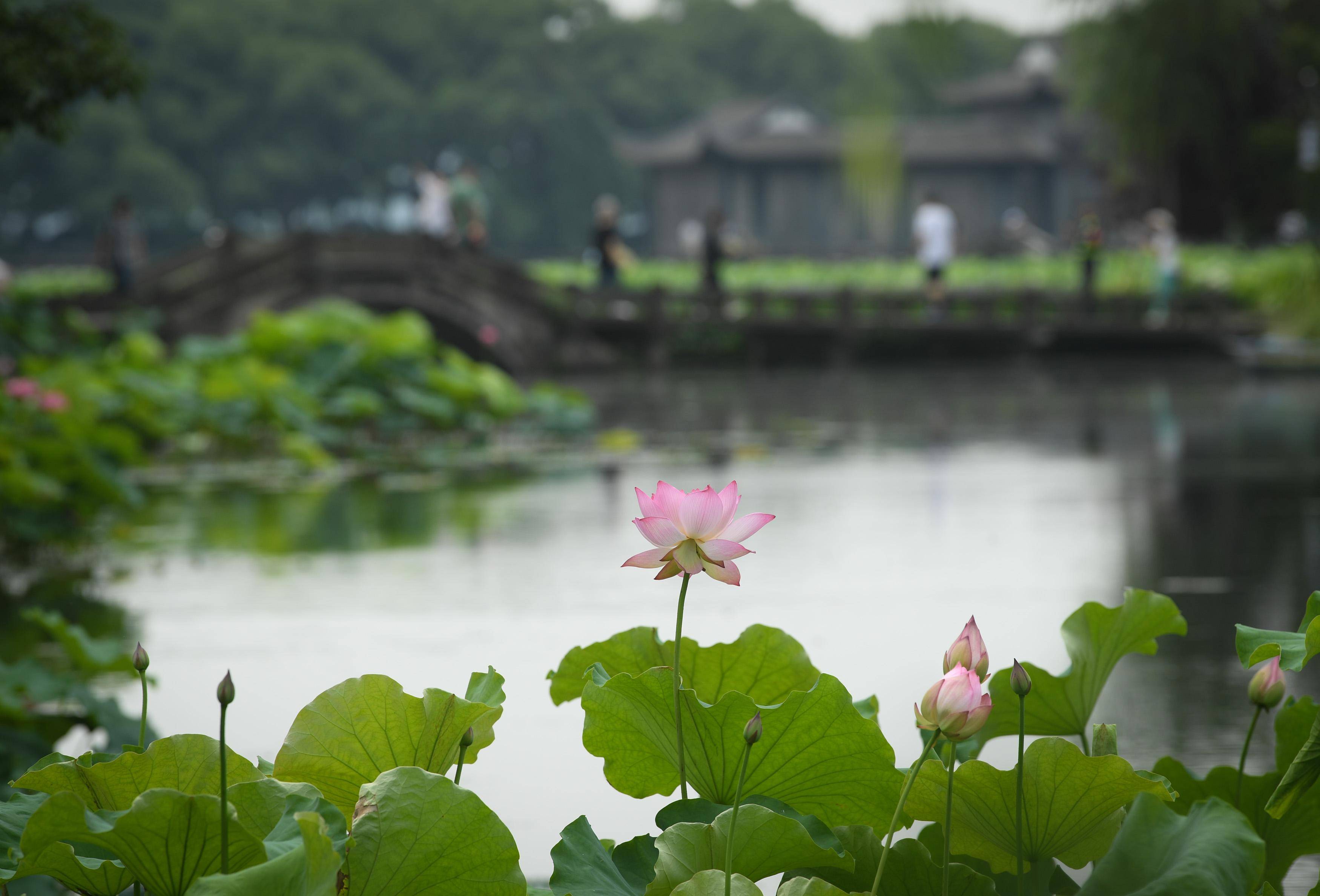 环境 西湖荷花盛开