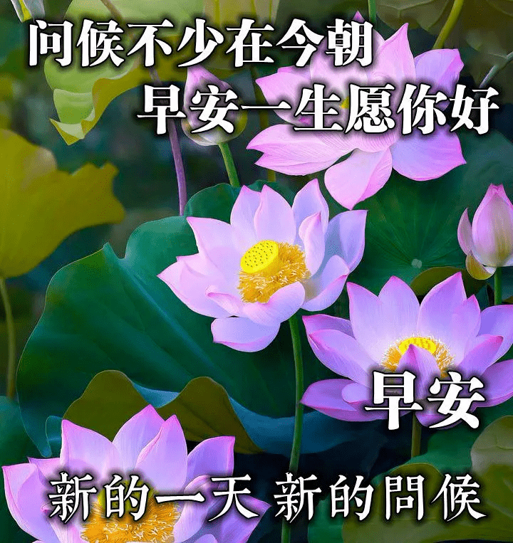 最新版最漂亮的早上好短语句子，问候暖心，早安吉祥！（早上好短句 新版2021）