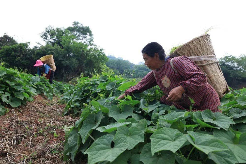 天全县:龙须菜抢"鲜"上市 "绿苗苗"变"金苗苗"_种植_新华乡_村民