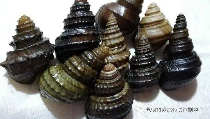 喜欢螺哥的你建议过来看一看_田螺_螺蛳_口感