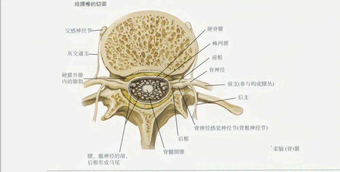 脊髓图解剖图片