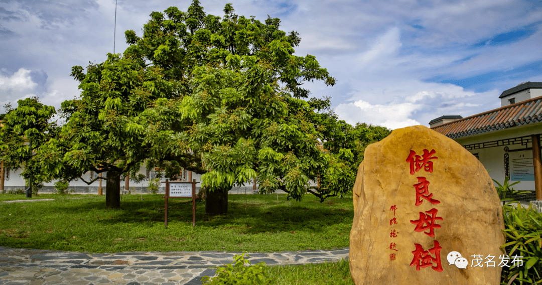 储良龙眼母树公园里的"夫妻荔枝树"_茂名_高州市_保护