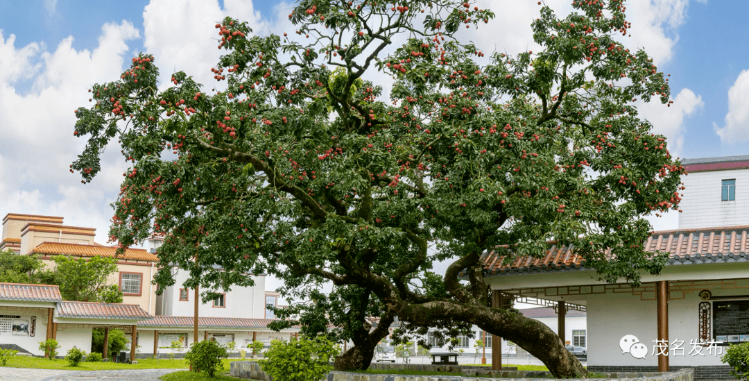 储良龙眼母树公园里的"夫妻荔枝树"_茂名_高州市_保护