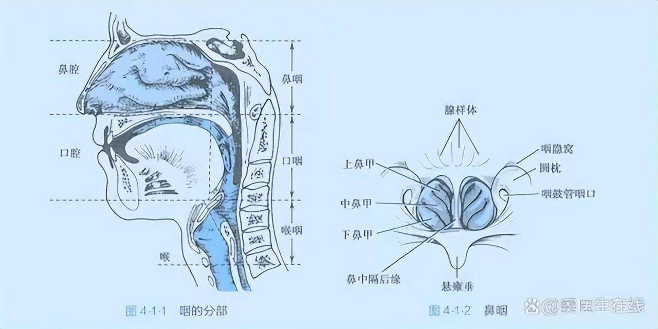 从解剖学角度分析,我们都知道咽和喉分别是人体的两个解剖部位