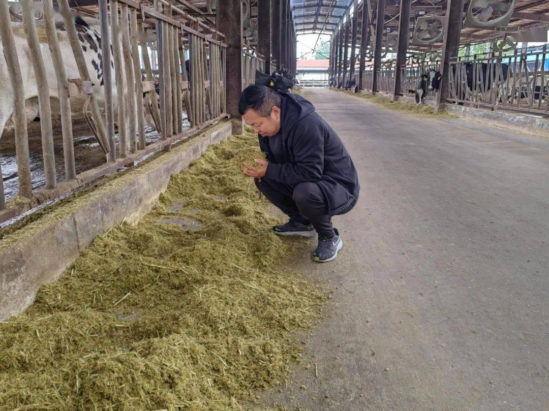 权威奖项:伊利奶牛全生命周期健康养殖引领奶牛福利事业新发展_动物