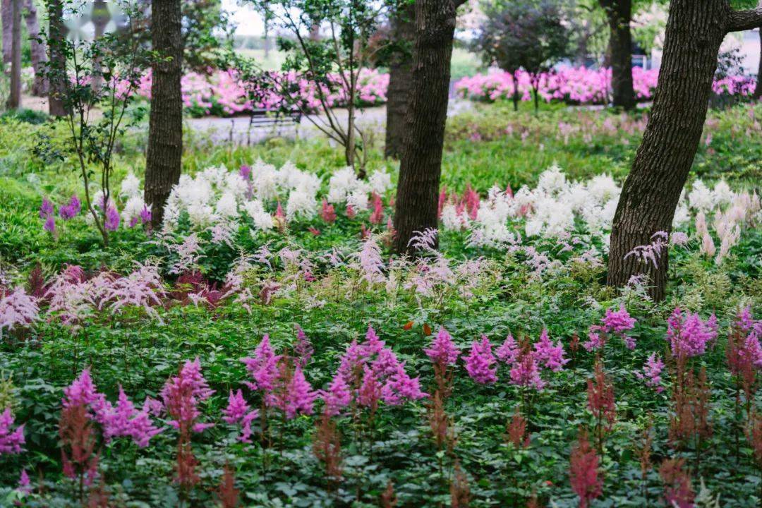 扩至5800㎡,滨江森林公园落新妇花开正盛