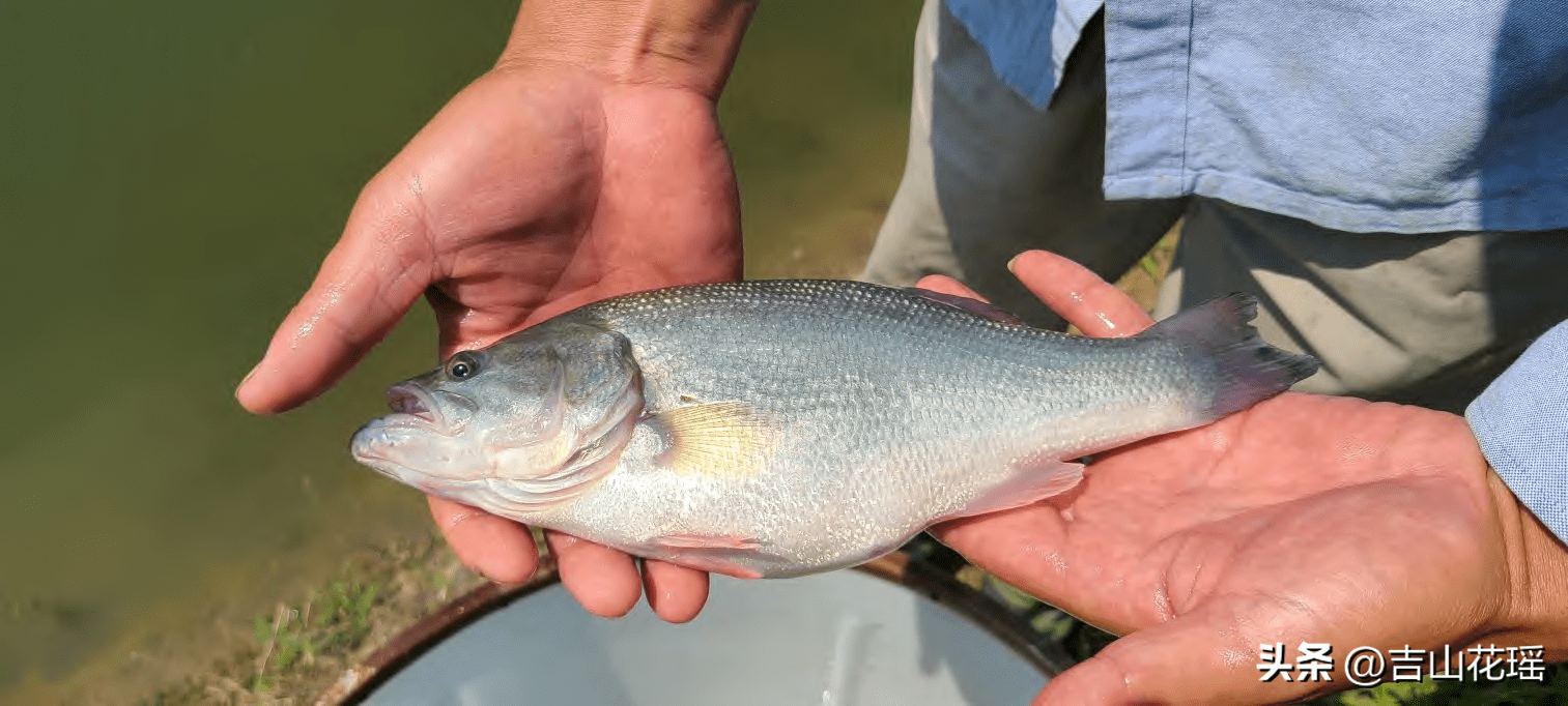 大口黑鲈病害及防控措施(下)_药物_防治_用药
