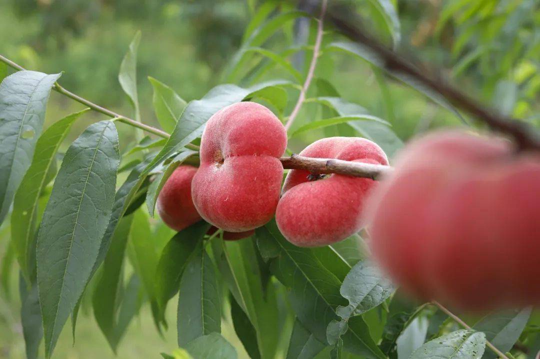 "桃"你喜欢|甜蜜正当时,第一批蟠桃抢"鲜"上市啦(文末有福利)_金石_北