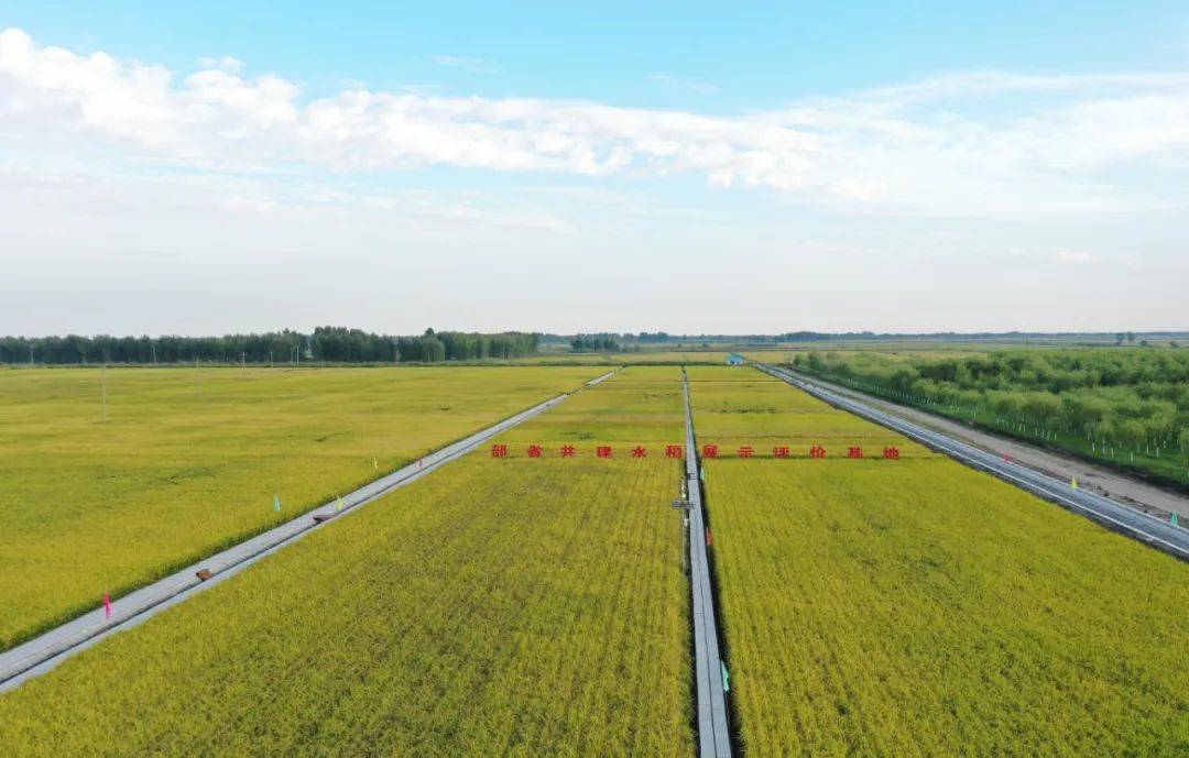 浴"洪"重生,回眸泰来农场25年发展历程_党旗_建设_洪水