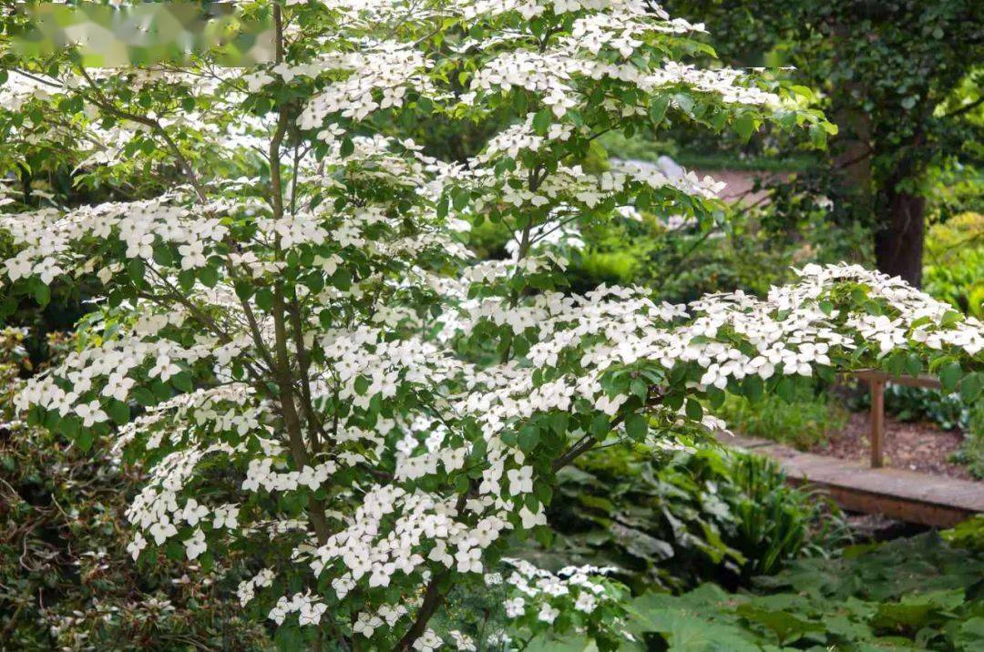 ⑤多花梾木stellar pink flowering dogwood⑥ 日本丁香japanese