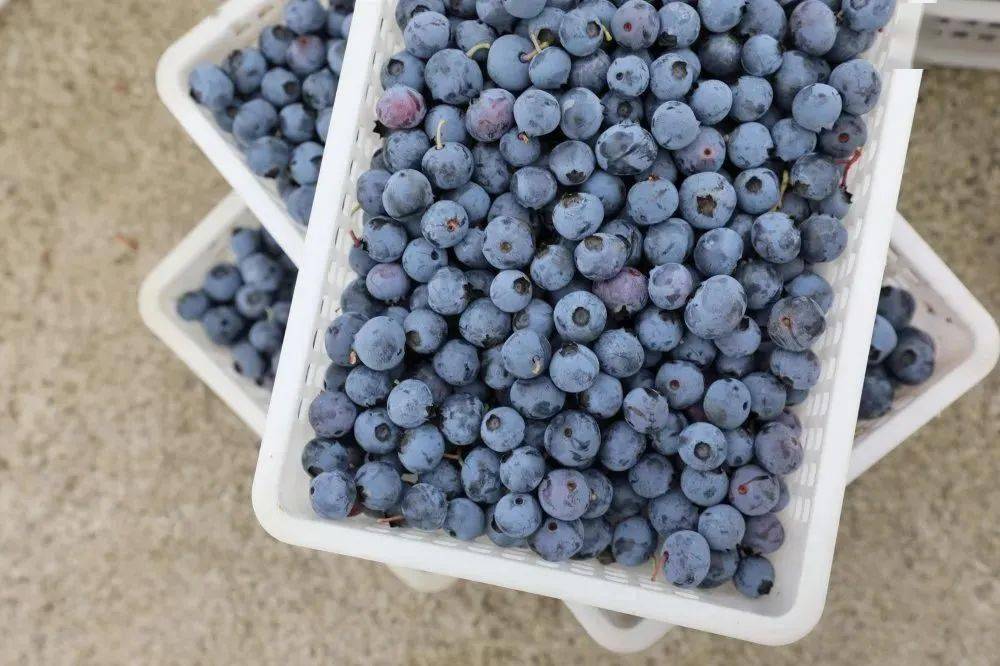 活动预告 | "爱成都 迎大运"—"微醺城厢 消暑一夏"水果采摘,美食大